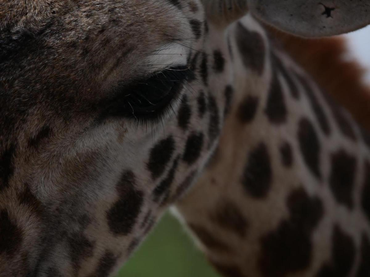 Oldonyo Orok Lodge Kajiado Εξωτερικό φωτογραφία